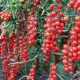  Rapunzel Tomatoes: Description of the Variety and Subtleties of Growing at Home