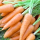  Popular early carrot varieties