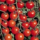  Popular Tomato Varieties