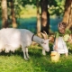  Rules goat milk