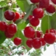  Grafting a cherry: why, when and how to do it?