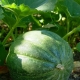  The process of planting melons and watermelons in the open ground