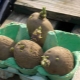  Potato sprouting before planting: effective methods and recommendations