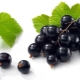  Recipes blanks for the winter of black currant