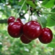  Secrets of growing cherries Vladimirskaya