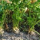  Celery: growing and caring for plants in open ground