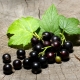  Currant Treasure: characteristic and cultivation of a variety