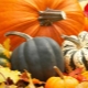  Pumpkin varieties and their description