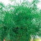  Varieties of dill: a variety of varieties, characteristics and differences