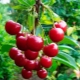  Cherry Varieties: Review and Tips for Choosing