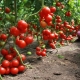  Compatibility of tomatoes with other plants in the same greenhouse