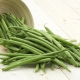  Asparagus beans: the cultivation and use of vegetables