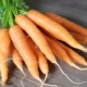  Methods and schemes of planting carrots