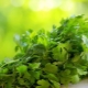  Methods of harvesting and storage of cilantro