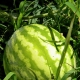  Technology of growing watermelons in the greenhouse