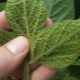  Aphids on pepper: causes of occurrence and methods of struggle