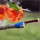  Apricot Grafting Subtleties