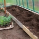  The subtleties of the process of planting tomatoes in the greenhouse