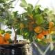 The subtleties of growing an orange tree at home