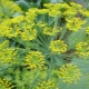  Dill: diseases and pests, how to deal with them