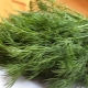  Dill for the winter: recipes blanks and cooking secrets without drying and freezing