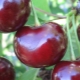  Cherry-cherry hybrids: variety description, pollinators, planting and care