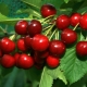  Cherry Kharitonovskaya: characteristics and agricultural technology