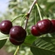  Youth Cherry: description and cultivation of the variety