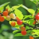  Cherry felt: description, varieties and secrets of cultivation