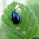  Horseradish pests and how to deal with them