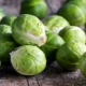 All about Brussels sprouts: growing and cooking methods