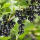  Choosing black currant varieties for the Urals