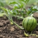  Growing and planting watermelon seedlings in open ground