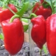  Growing peppers: seed preparation, planting and care