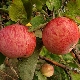  Apple tree Shtreyfling (Autumn striped): opis odmian jabłek, sadzenia i pielęgnacji