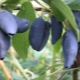  Preparations of honeysuckle for the winter: ways to preserve the berries and recipes