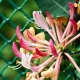  Decorative curly honeysuckle: types, description and care