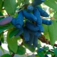  Tatar honeysuckle: varietal diversity, planting and care