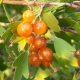  Golden currant: description, types and cultivation