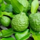  Bergamot: what is it, what does the fruit look like and where are it applied?