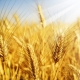  How does winter wheat differ from spring and how to grow it?