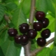  Cherry Dyber black: description of the variety, planting and care