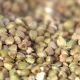  What can be cooked from green buckwheat?