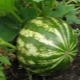  What you need to know about growing watermelon in the open field?