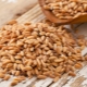 What is fodder wheat and how does it differ from food?