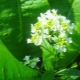  Horseradish flowers: growth, collection and application