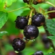  How to propagate black currants?