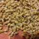 How to make wheat malt at home?