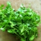  Cilantro for women: properties, benefits and harm