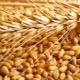 Wheat classification and parameters for determining grain quality